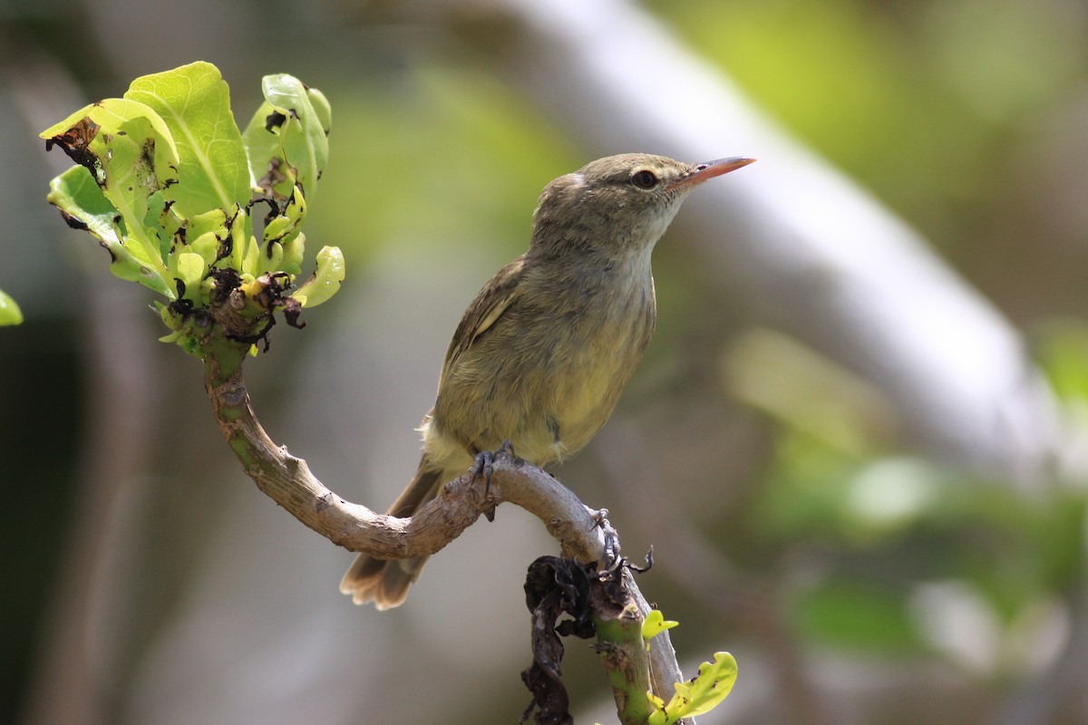 Seychelles Warbler - ML227976641