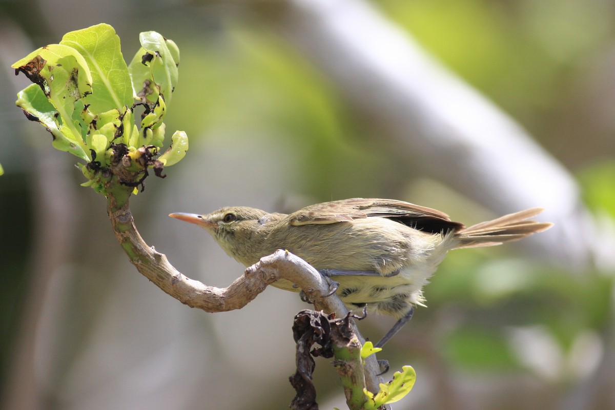 Seychelles Warbler - ML227976741