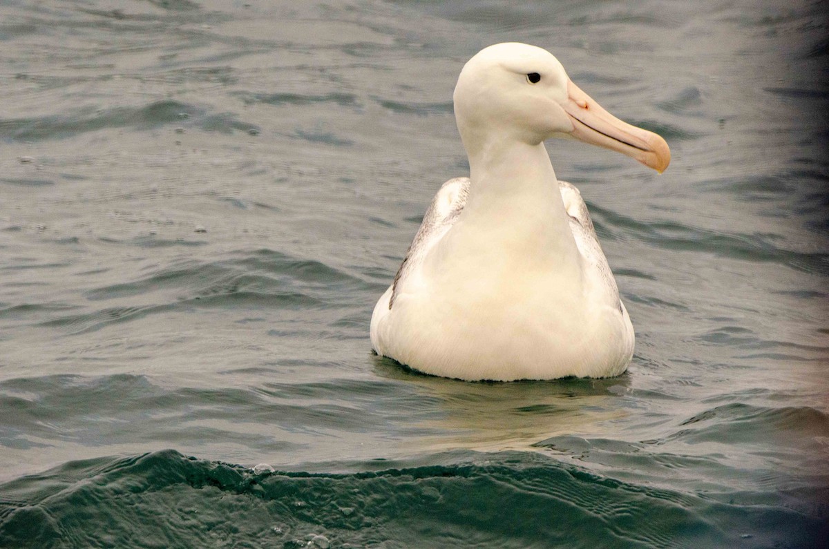 albatros královský - ML227977501
