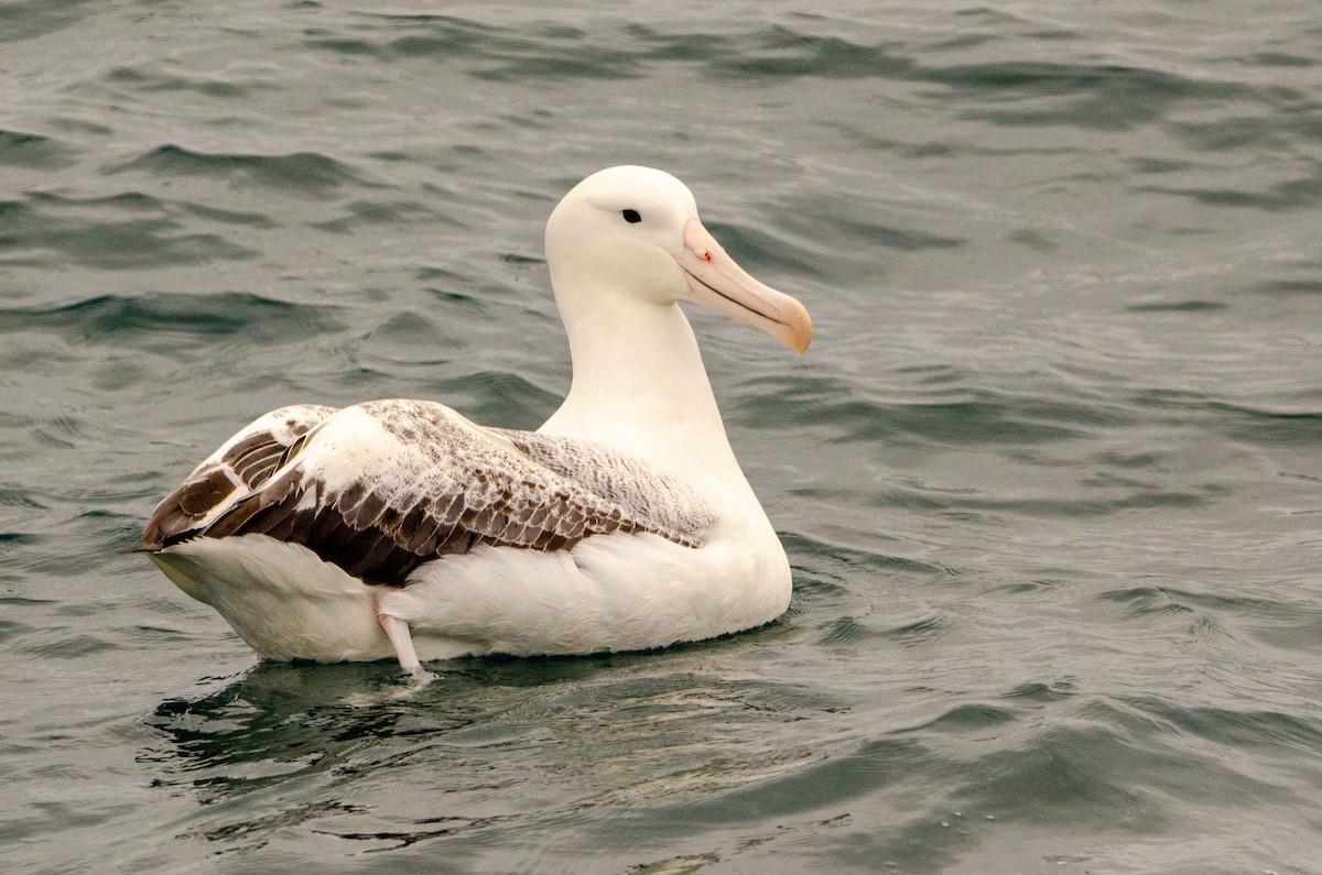 albatros královský - ML227977511