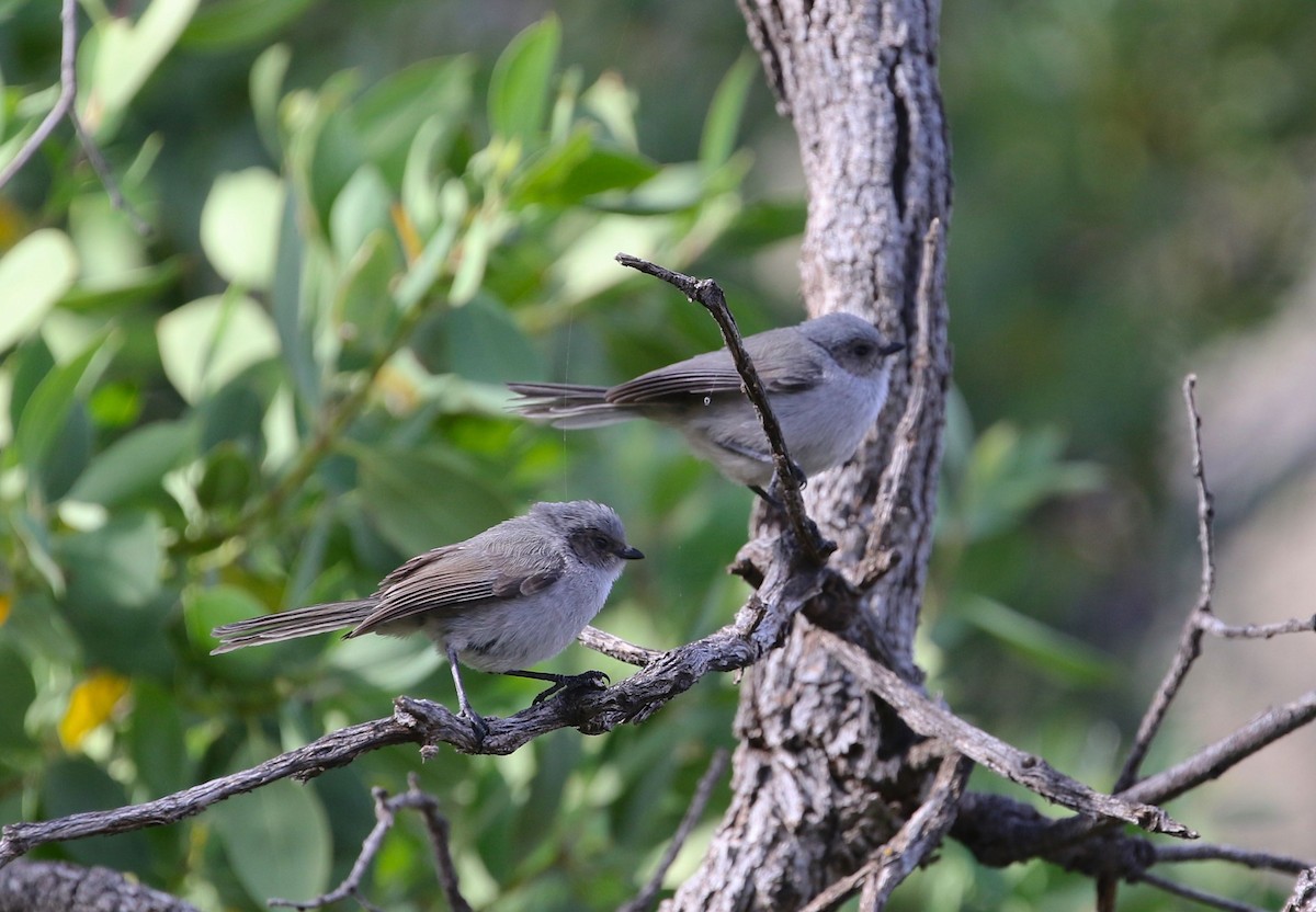 Bushtit - Mary Backus