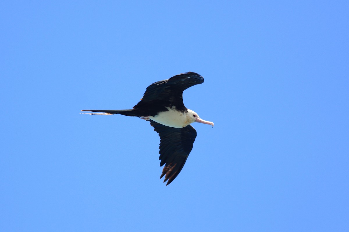 Great Frigatebird - Oscar Campbell