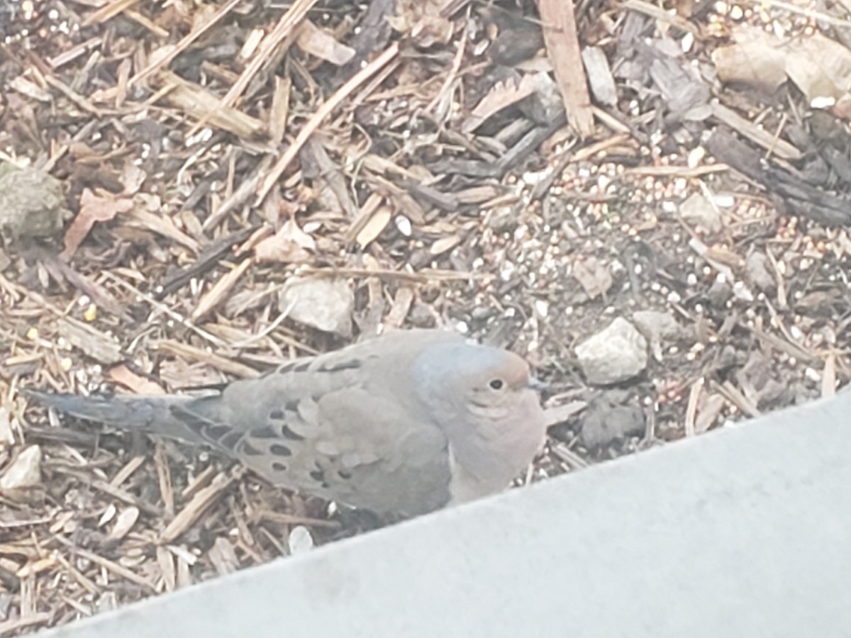 Mourning Dove - Casey Wilson