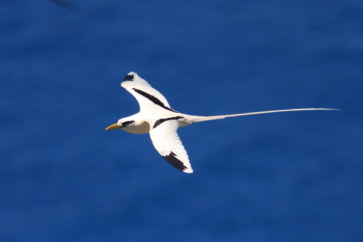 White-tailed Tropicbird - Oscar Campbell