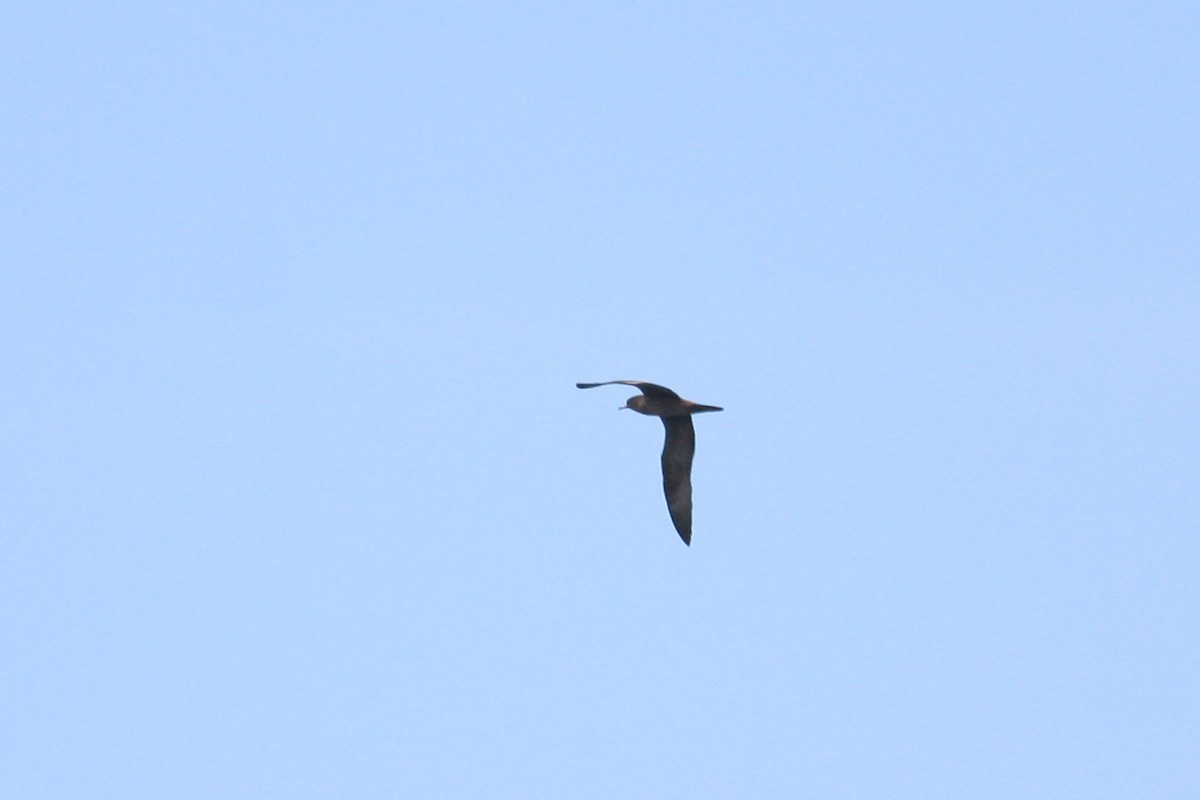 Wedge-tailed Shearwater - Oscar Campbell