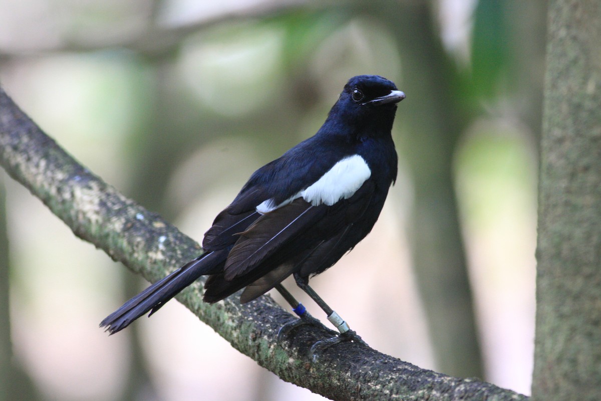 Seychelles Magpie-Robin - ML227981631