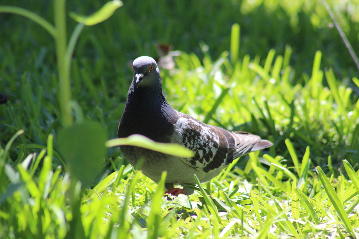 Rock Pigeon (Feral Pigeon) - ML227982661