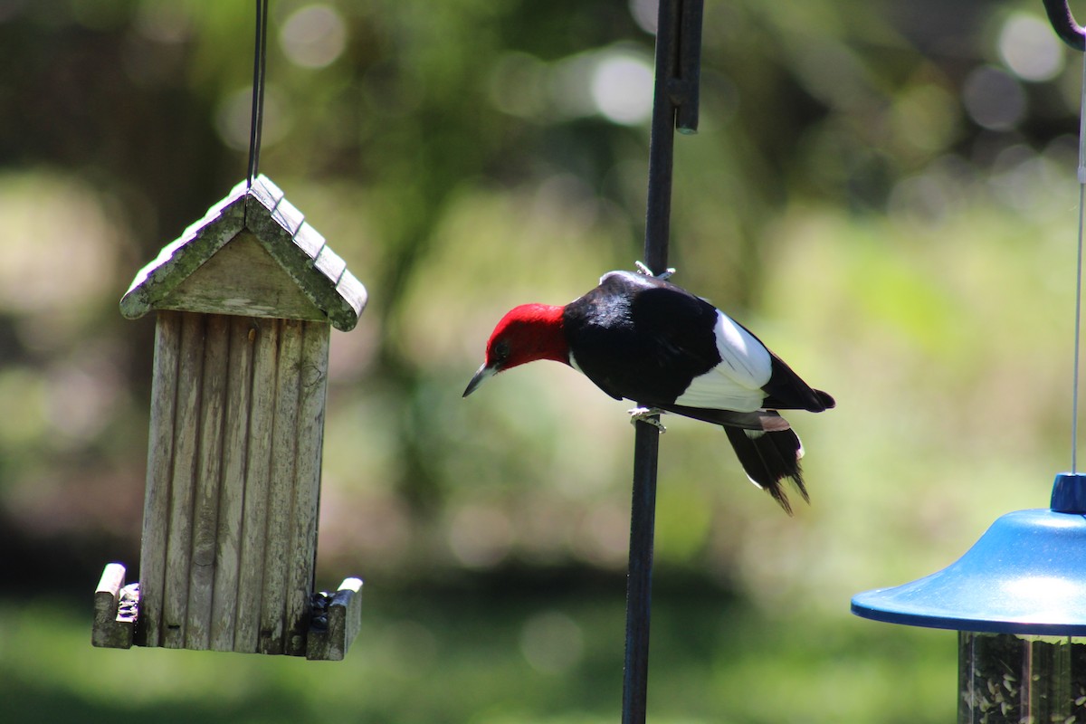 Red-headed Woodpecker - ML227982751