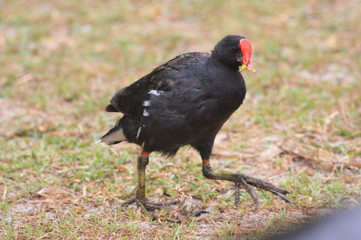 Eurasian Moorhen - ML227982861