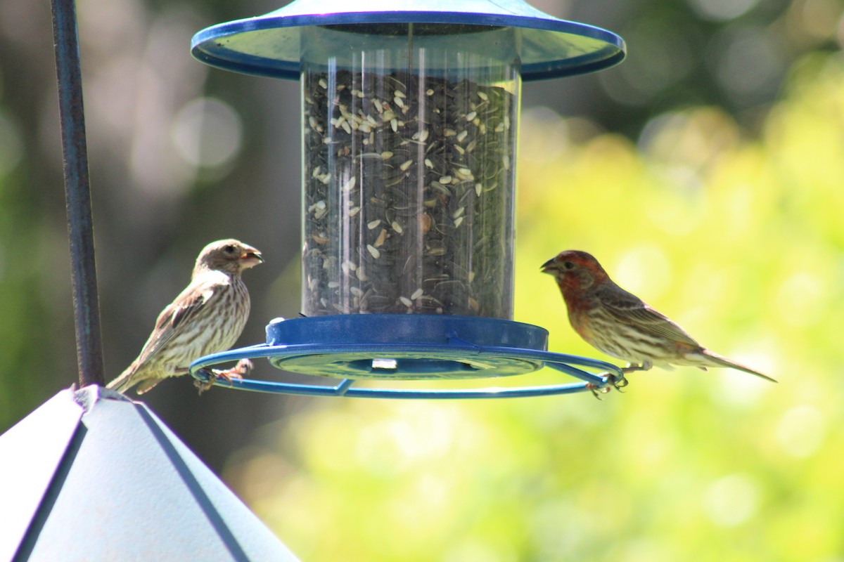 House Finch - ML227982871