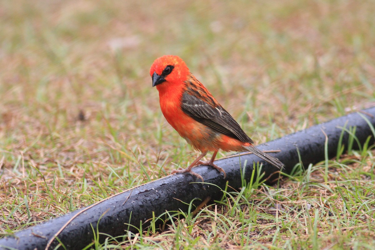 Red Fody - ML227982911