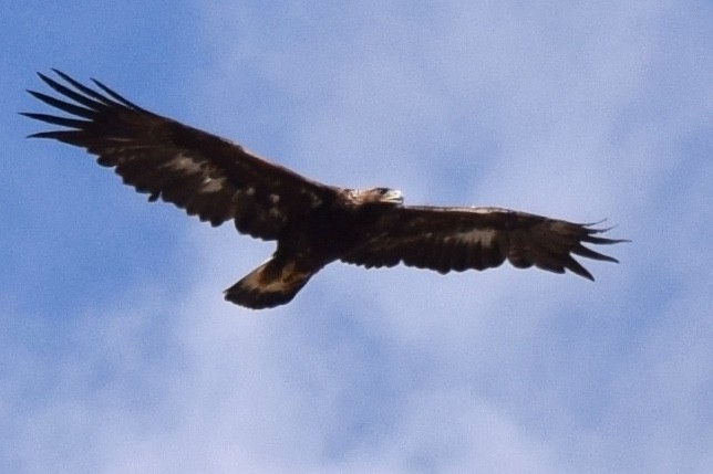 Golden Eagle - Annie Dunn