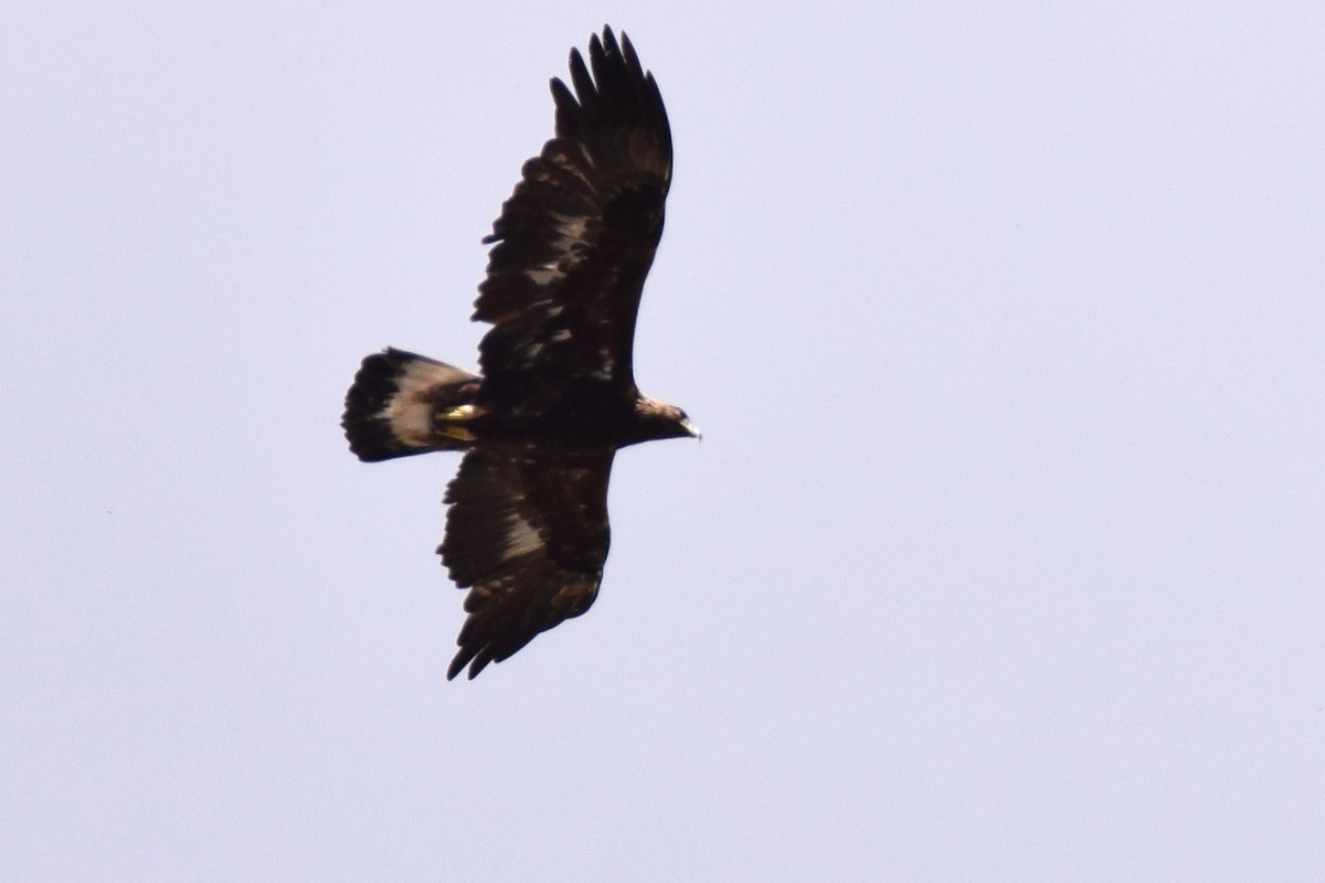 Golden Eagle - ML227983621