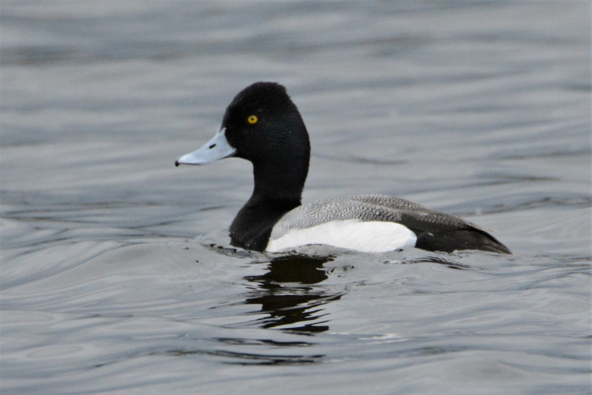 Lesser Scaup - ML227984311