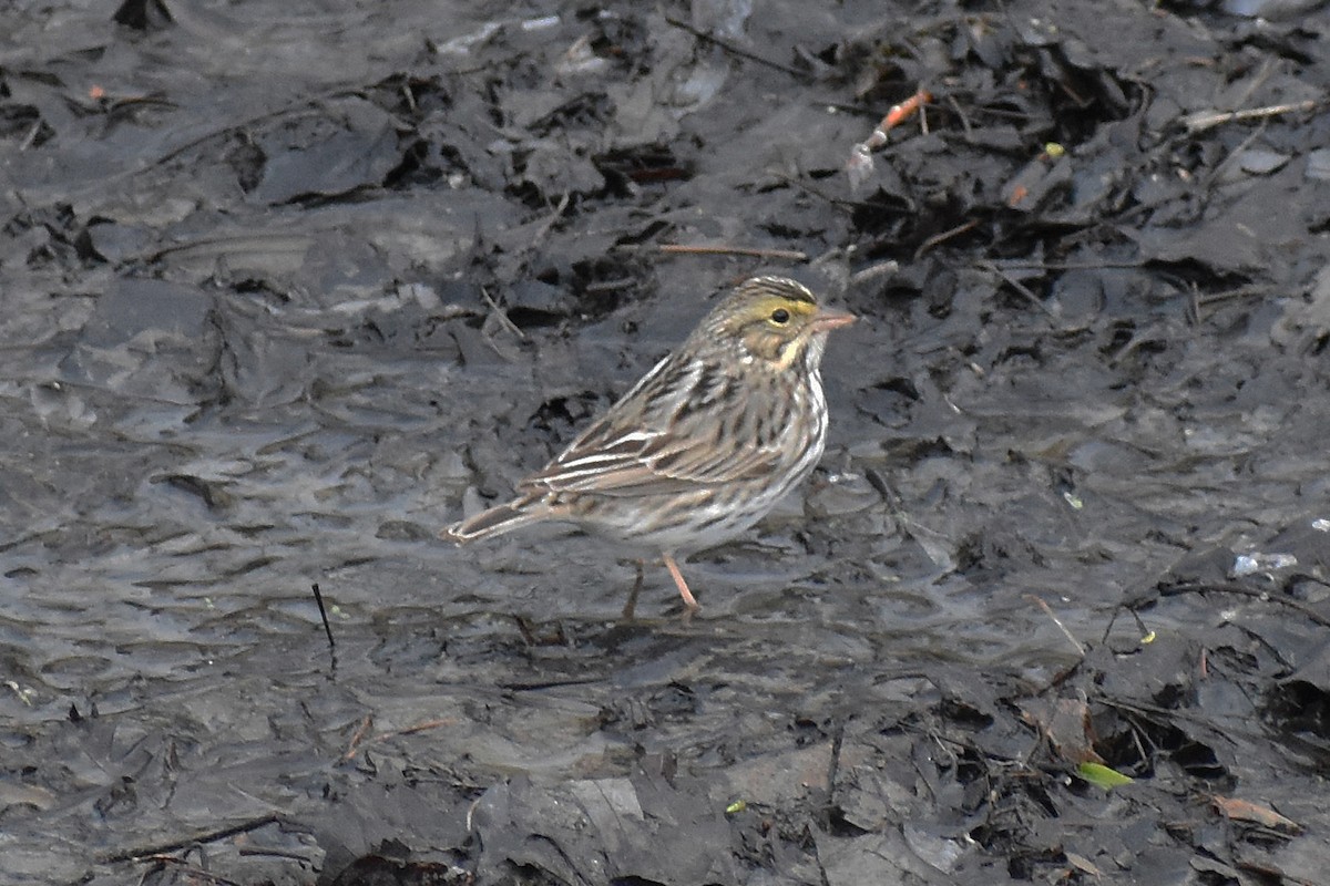 Savannah Sparrow - ML227984321