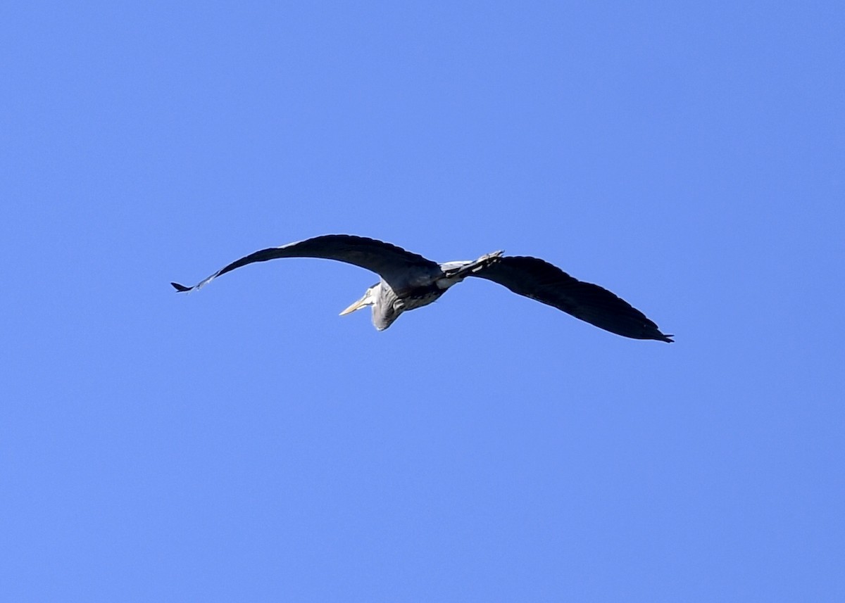 Great Blue Heron - ML227984551