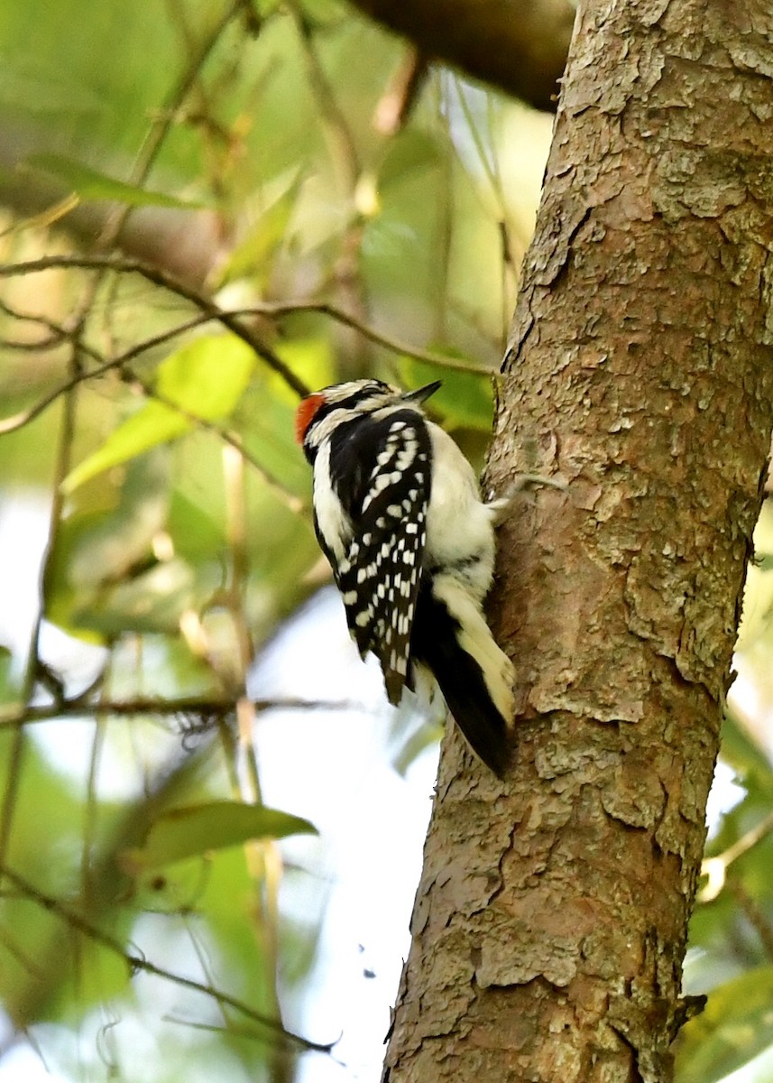 Downy Woodpecker - ML227984961