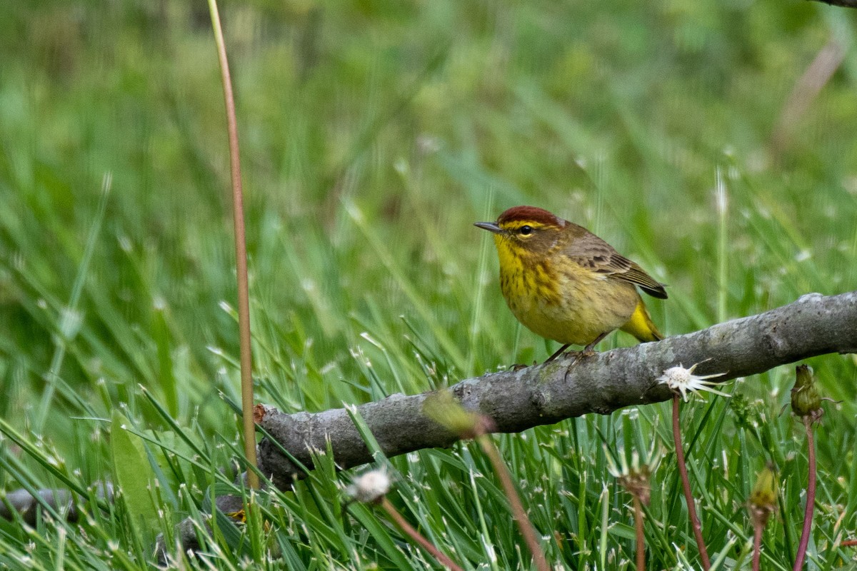 Paruline à couronne rousse (hypochrysea) - ML227985231