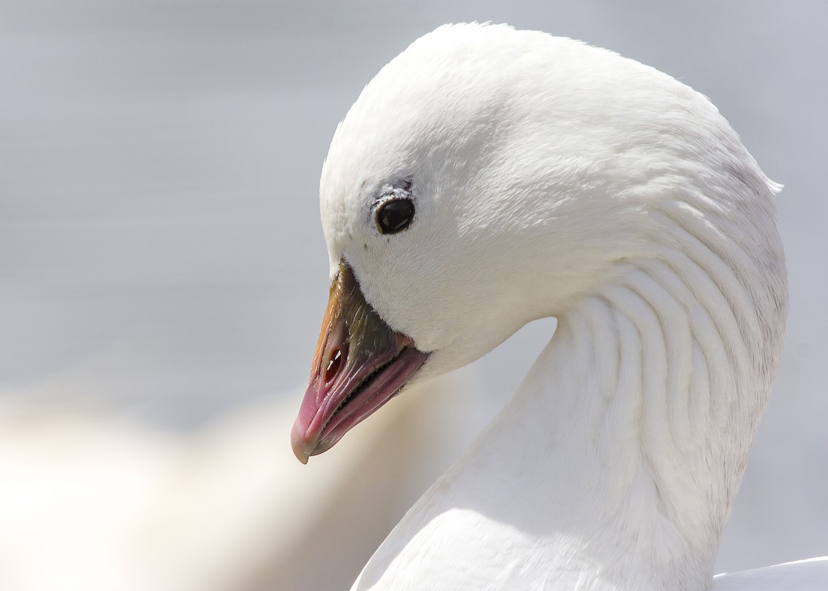 Ross's Goose - ML227986051