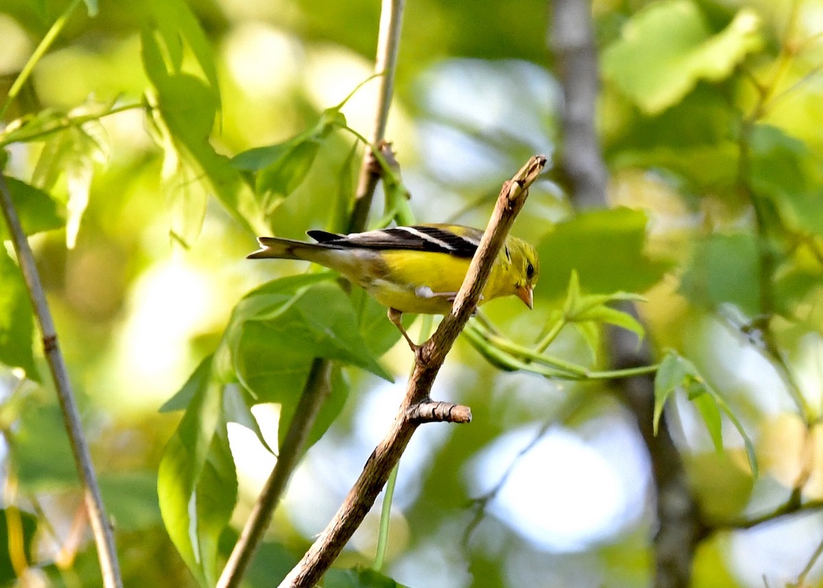 American Goldfinch - ML227987341