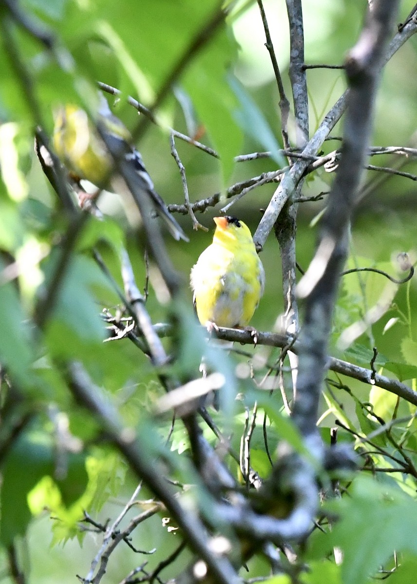 American Goldfinch - ML227987351