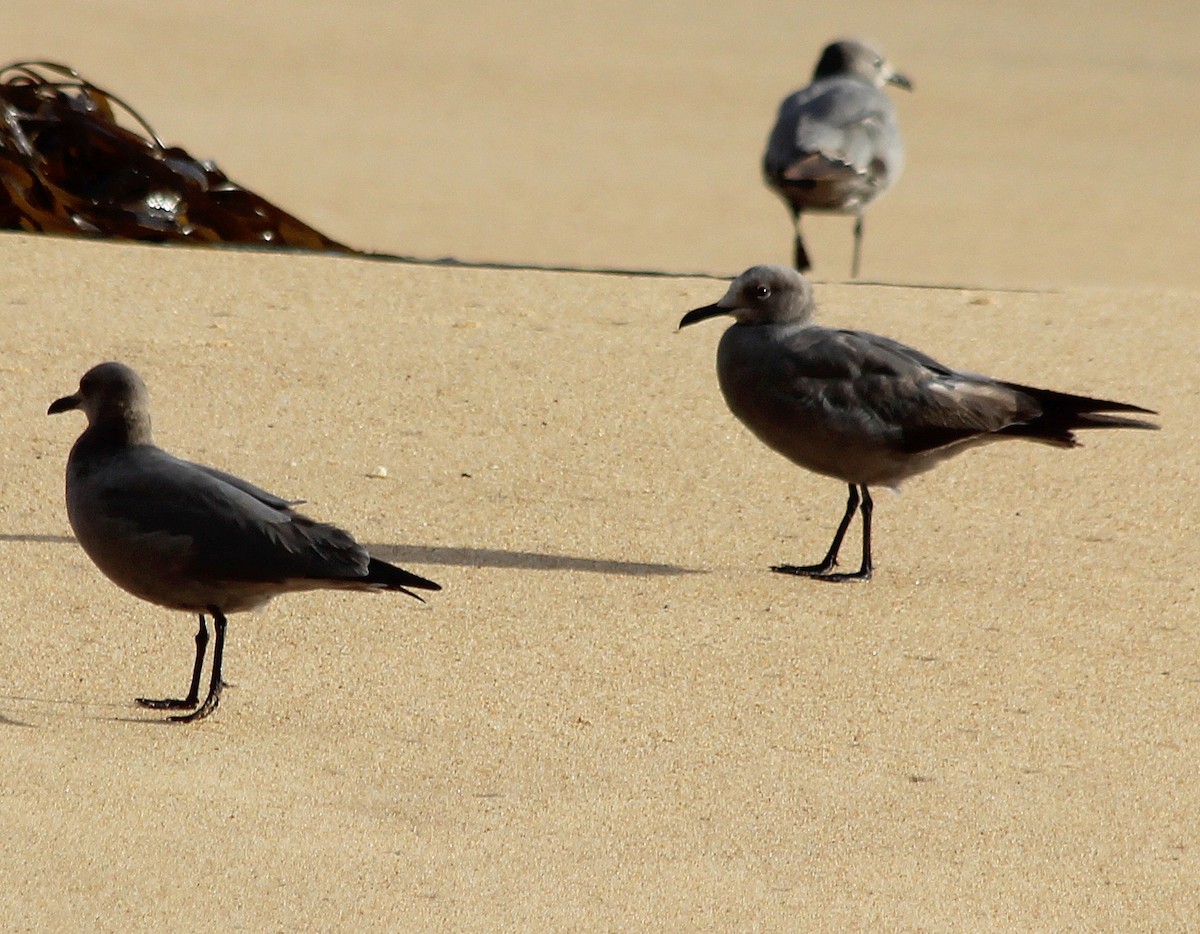Gray Gull - ML227988311