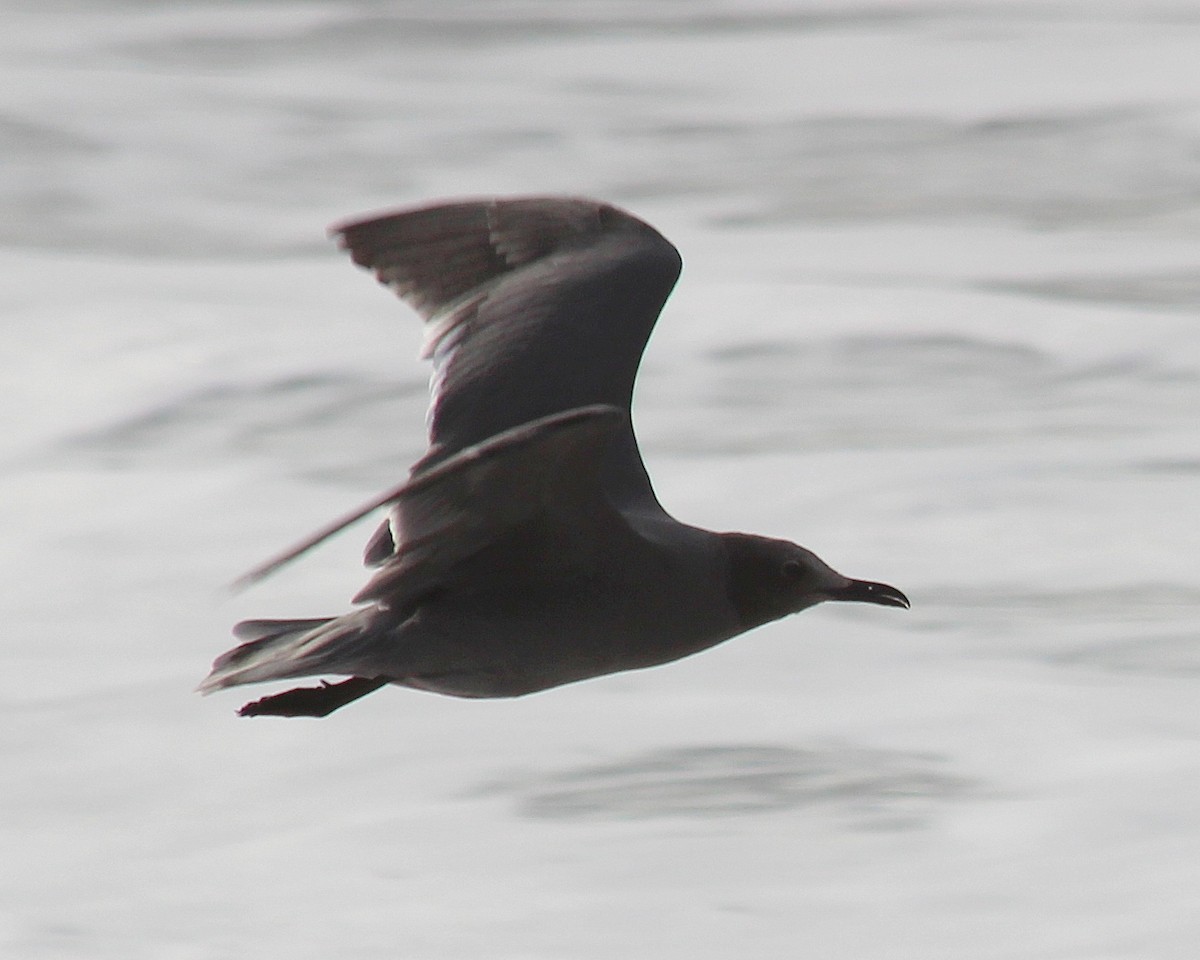 Gray Gull - ML227988341
