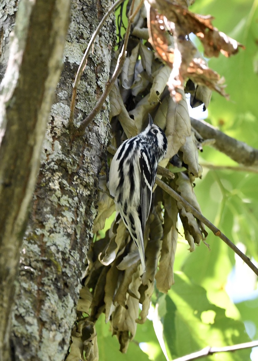 Black-and-white Warbler - ML227988441