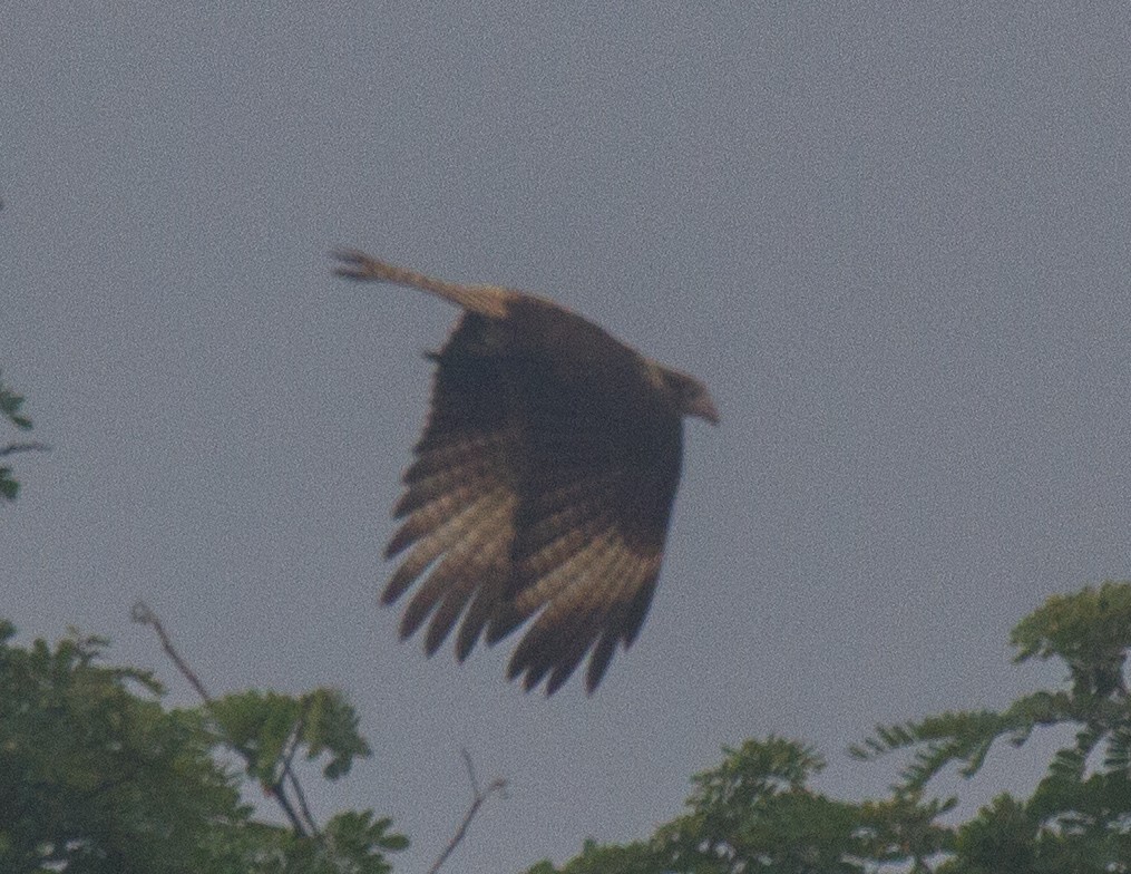 Yellow-headed Caracara - ML227992911