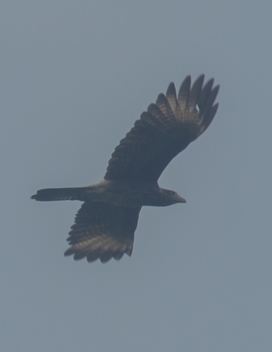 Yellow-headed Caracara - ML227992931