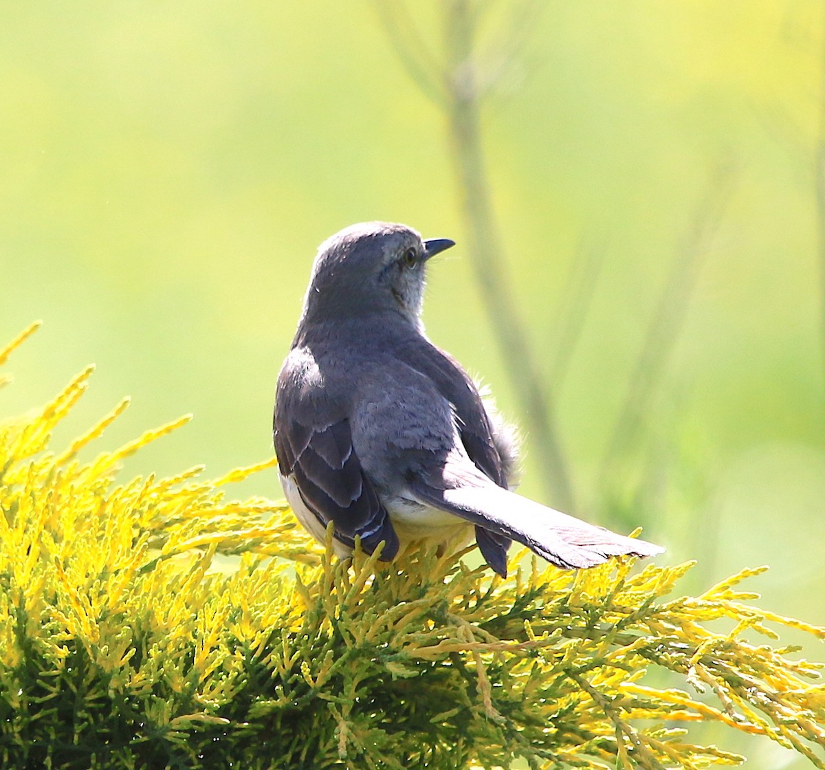Northern Mockingbird - ML227993481