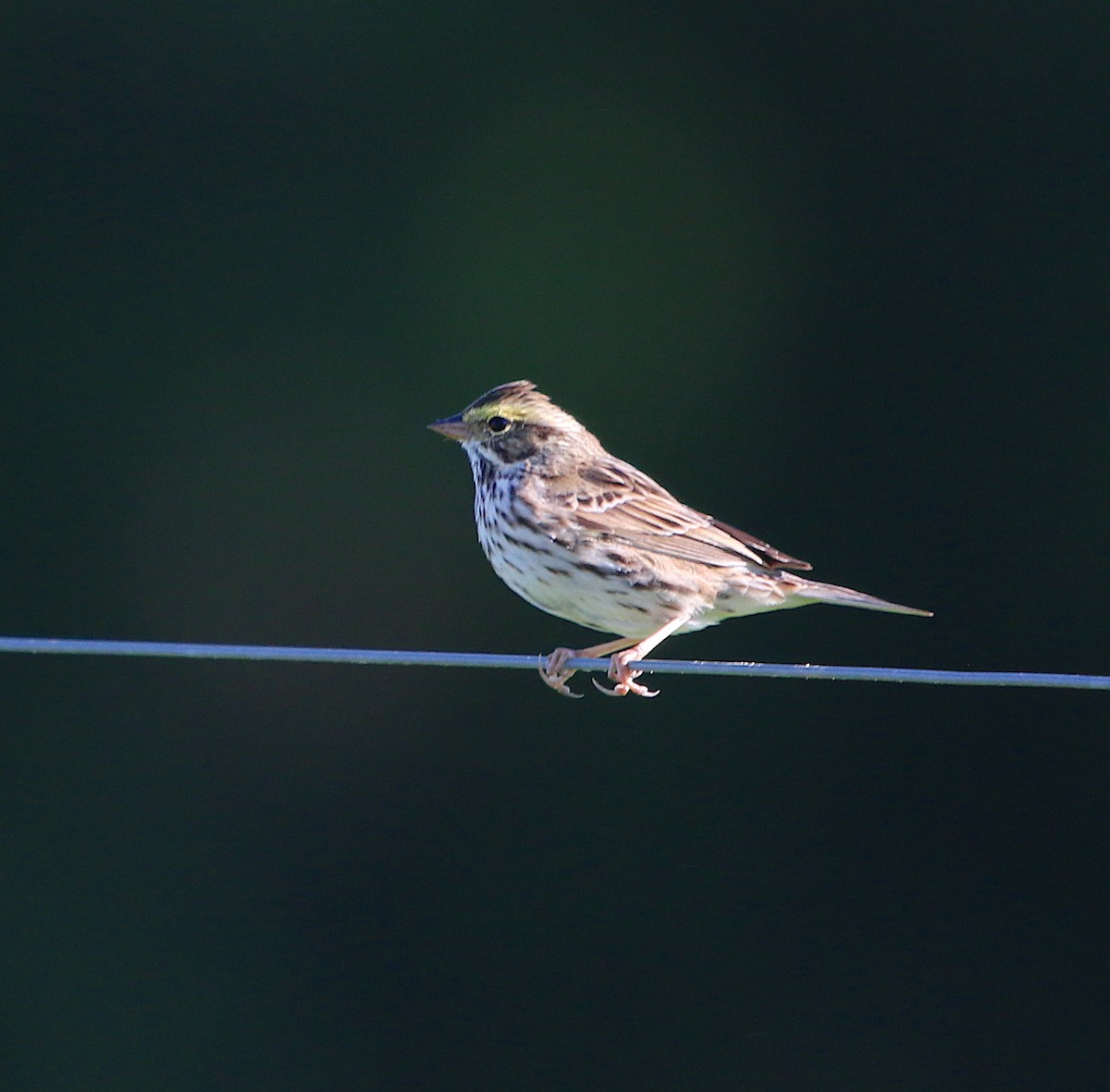 Savannah Sparrow - ML227993831