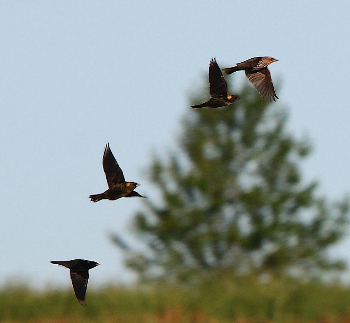 bobolink americký - ML227993951