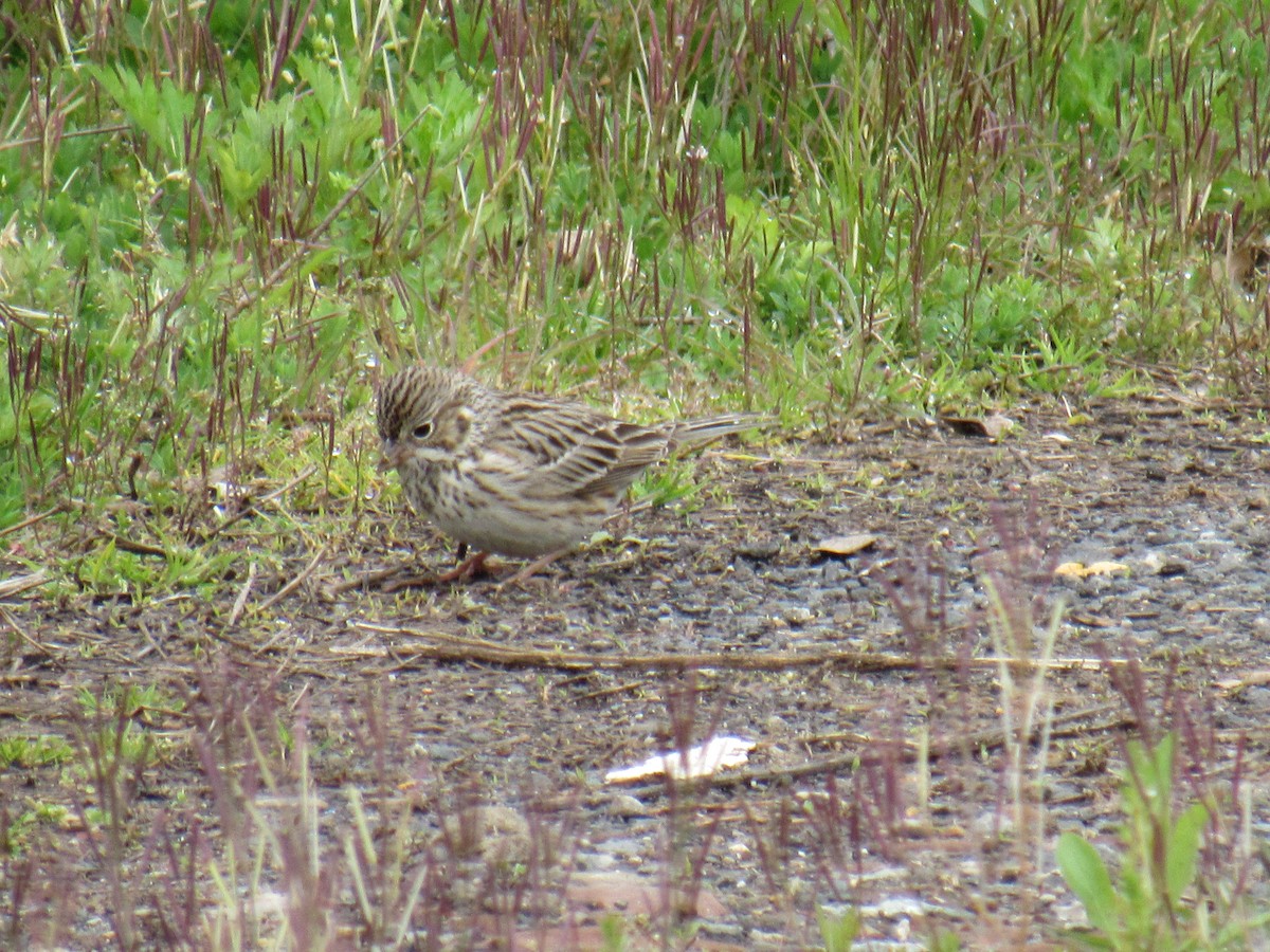 Vesper Sparrow - ML227995991