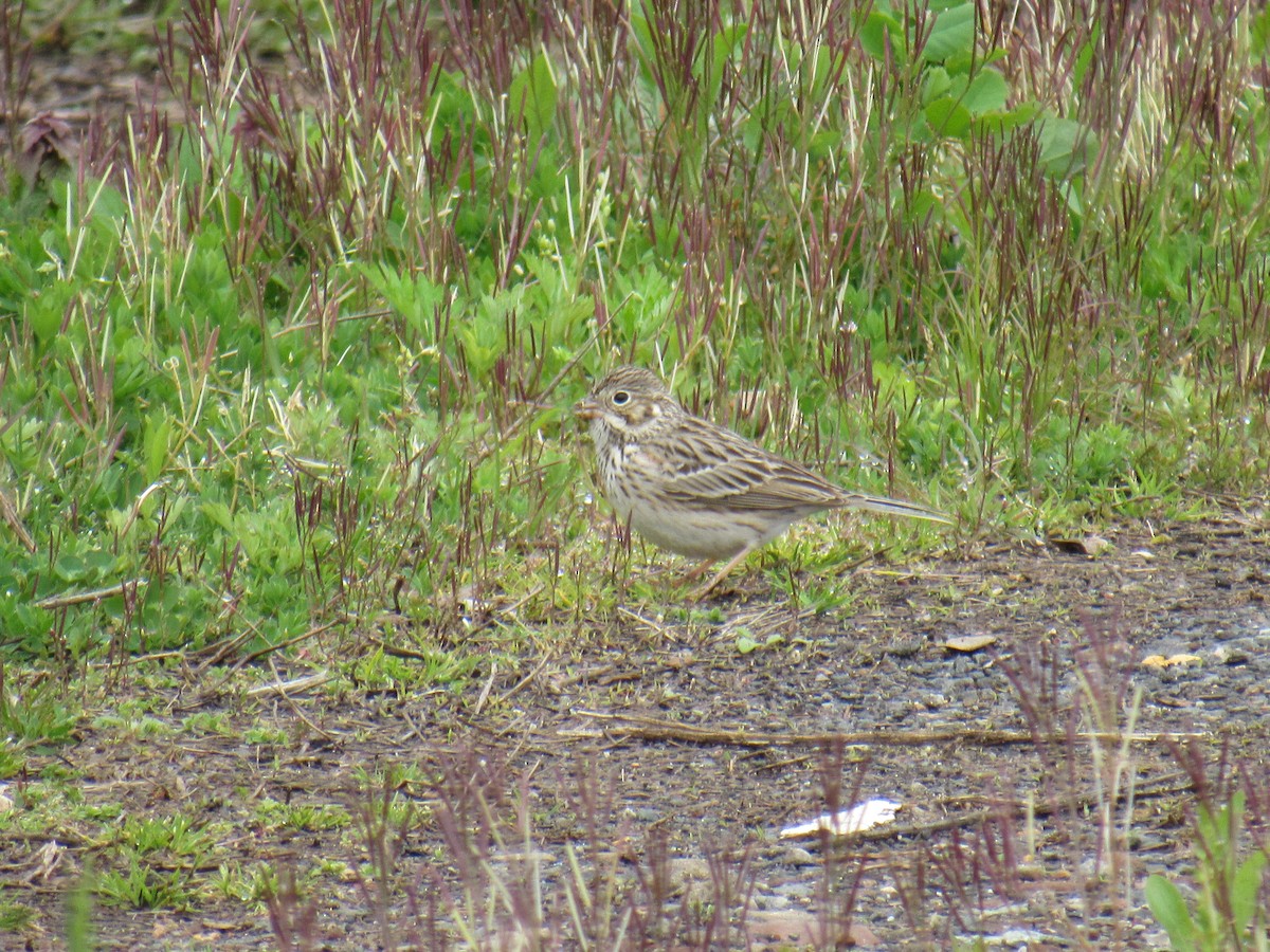 Vesper Sparrow - ML227996031