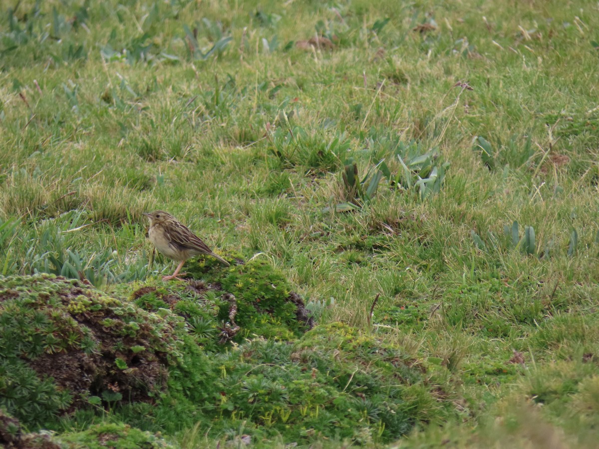 Pipit du paramo - ML227996671