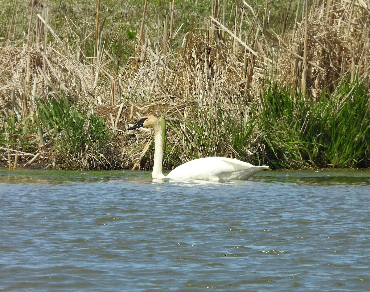 Trumpeter Swan - Matt Kalwasinski