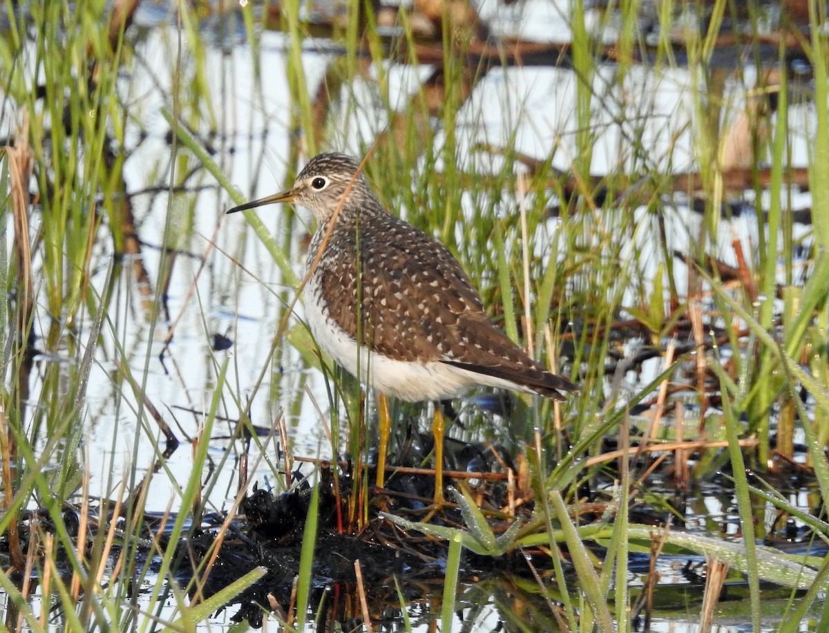 Solitary Sandpiper - ML227997431