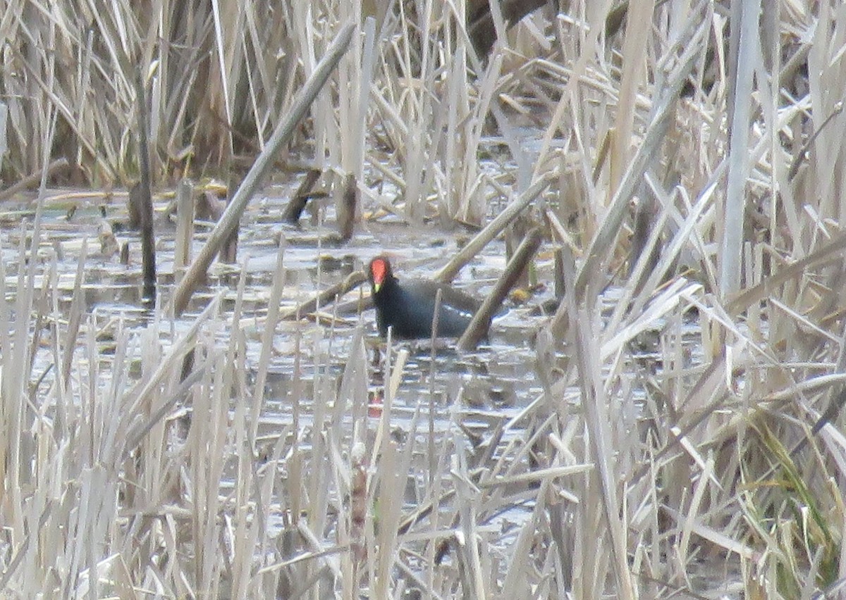 Gallinule d'Amérique - ML227998201