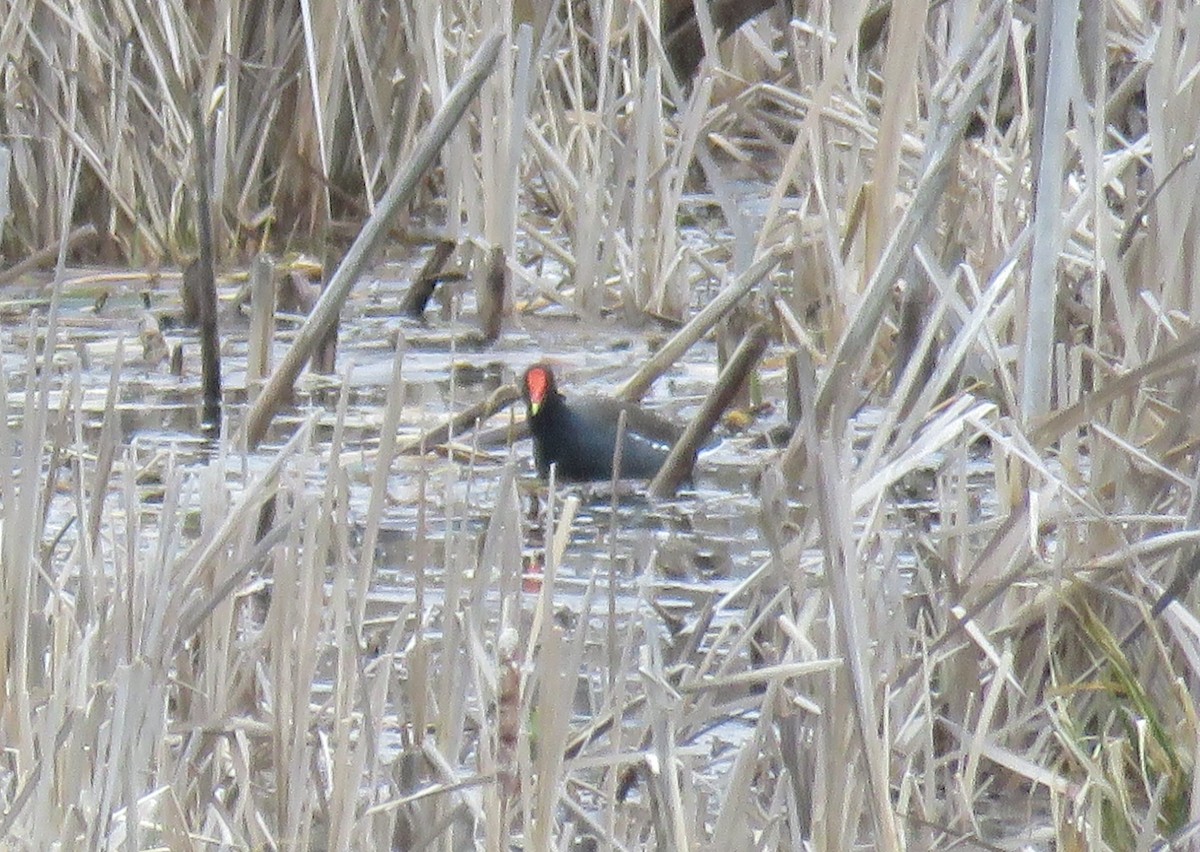 Common Gallinule - ML227998201