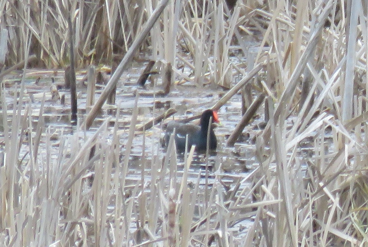 Gallinule d'Amérique - ML227998211