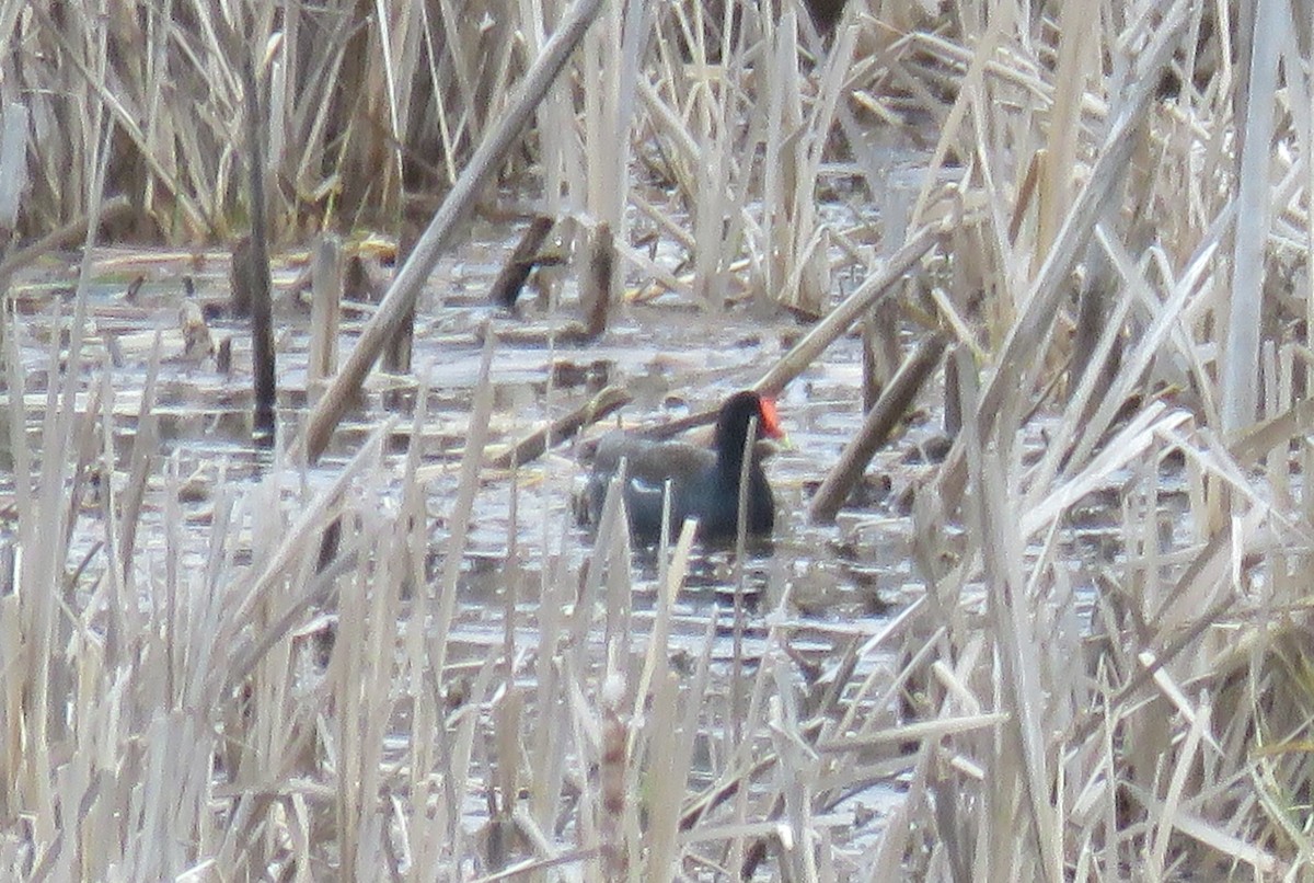 Common Gallinule - ML227998211