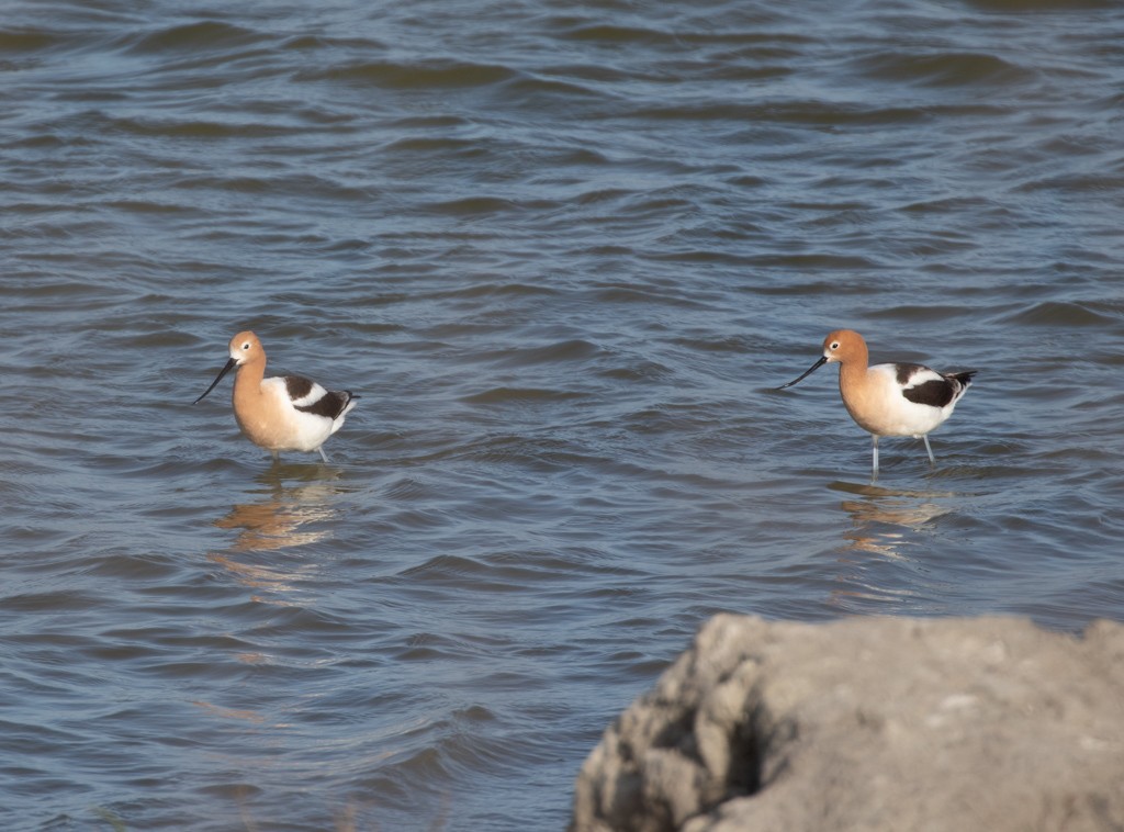 Avocette d'Amérique - ML227998631