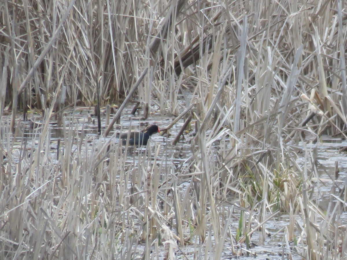 Gallinule d'Amérique - ML227998691