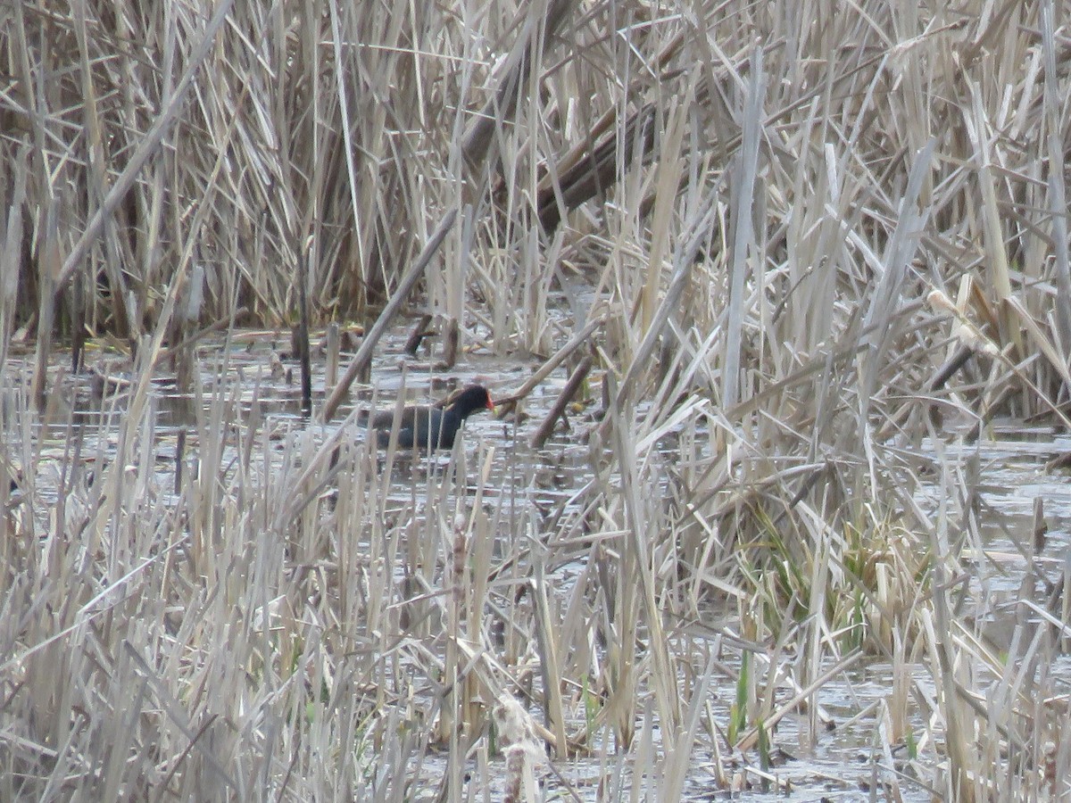 Common Gallinule - ML227998691