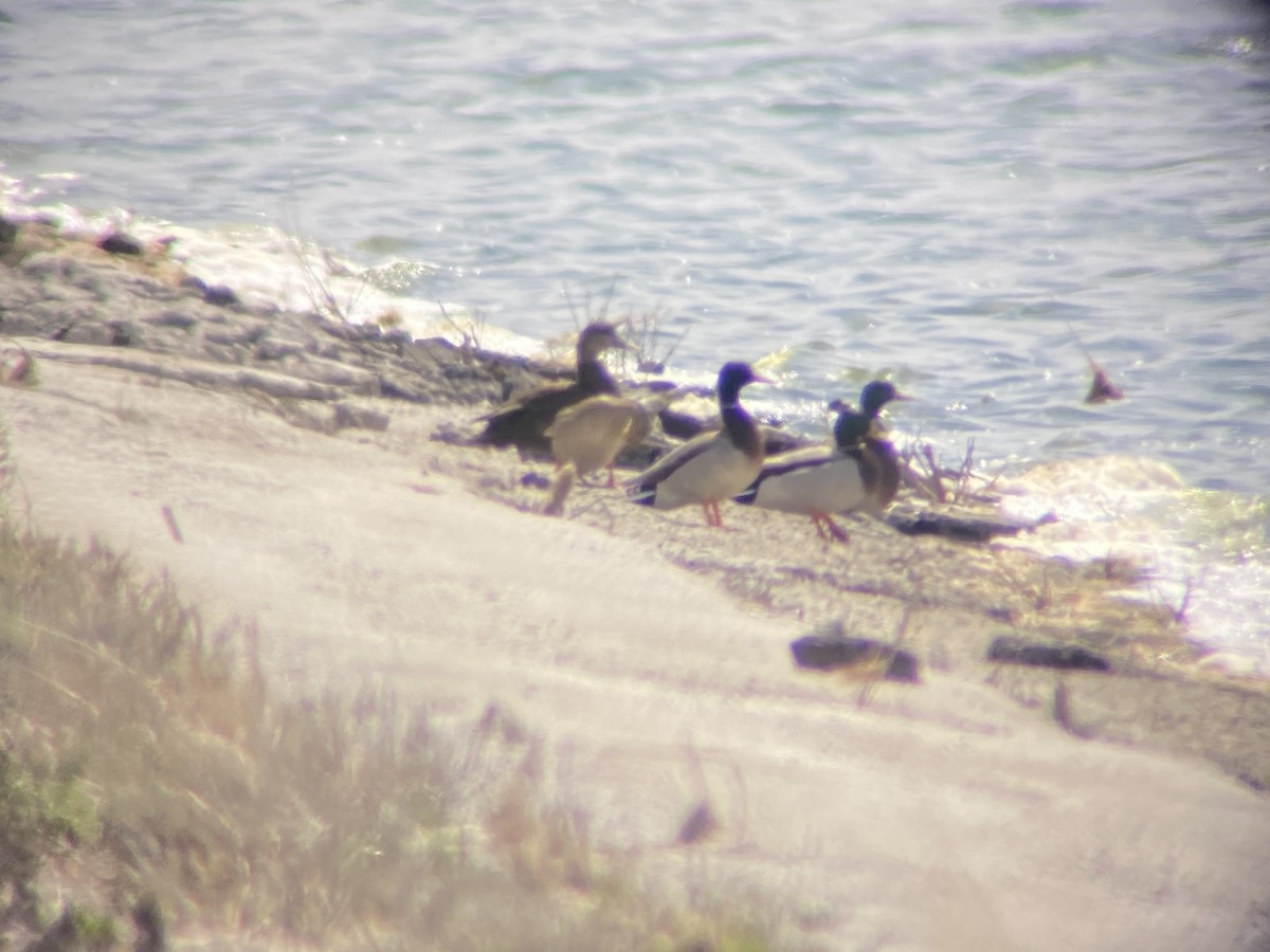 American Black Duck - ML227998781