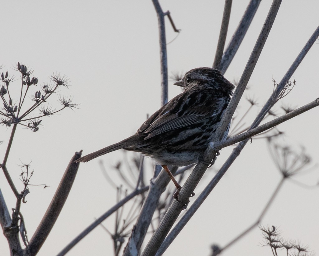 Song Sparrow - ML227998861