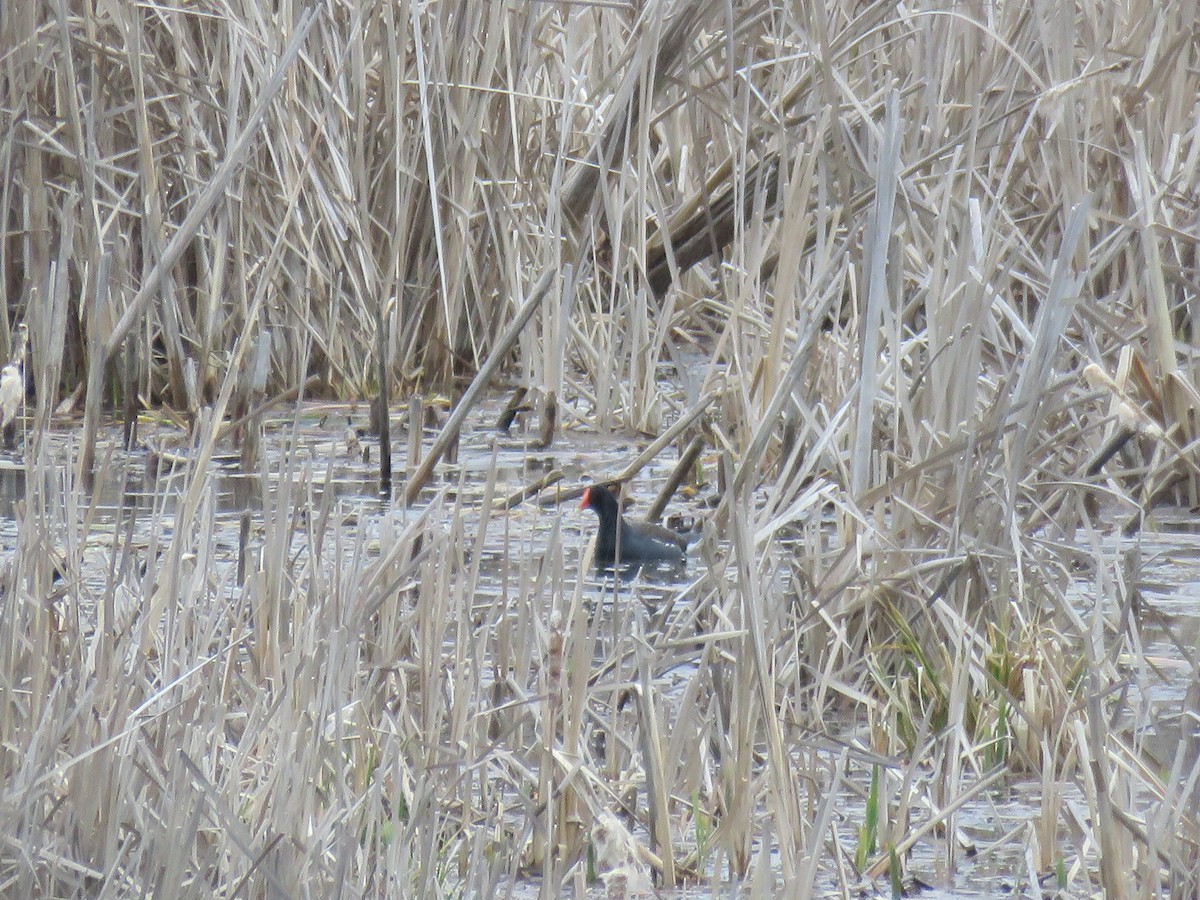 Gallinule d'Amérique - ML227998891