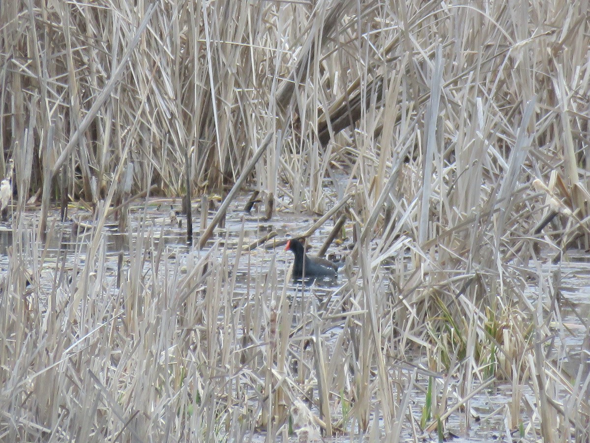 Common Gallinule - ML227998891