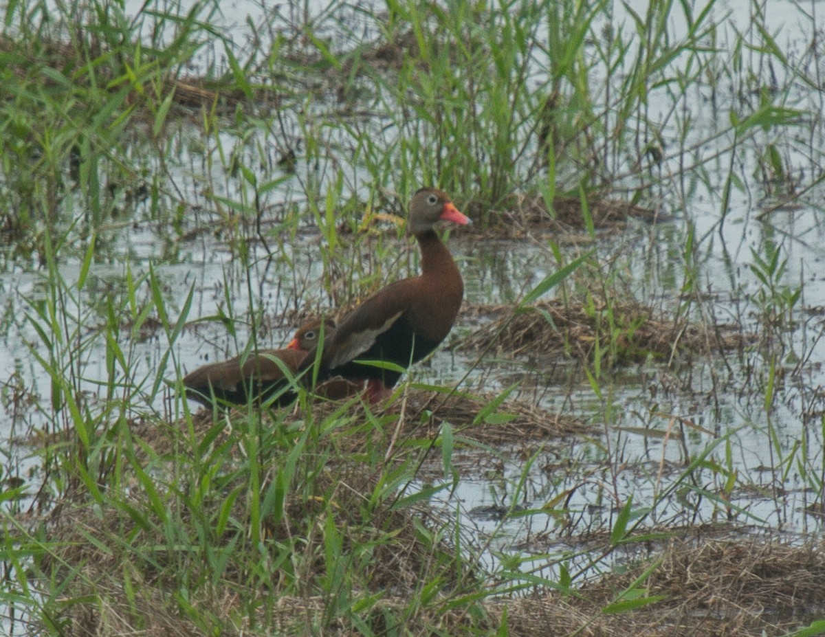Black-bellied Whistling-Duck - ML227999061